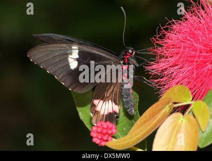 Rosa Cattleheart oder Transandean Cattleheart Schmetterling (Parides Iphidamas) Stockfoto