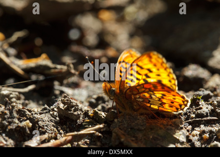 Pearl-umrandeten Fritillary (Boloria Euphrosyne) sitzt auf dem Boden Stockfoto