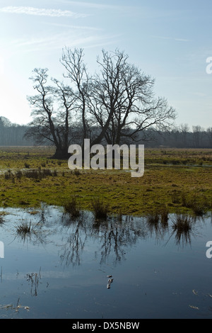 Feuchtwiese am Flommen, Sønderskov Soroe, Seeland, Dänemark Stockfoto
