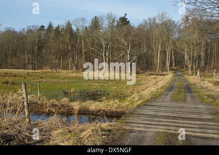 Waldweg von Wiese Flommen, Sønderskov Soroe, Seeland, Dänemark Stockfoto