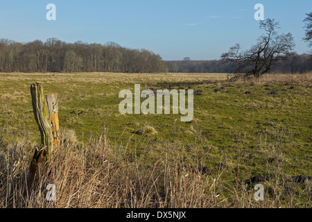 Wiese am Flommen, Sønderskov Soroe, Seeland, Dänemark Stockfoto