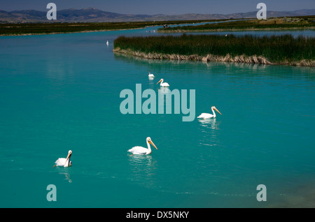 Eine Herde von weißen Pelikane schwimmen auf Mud Lake, aus der Bear Lake Stockfoto