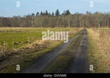 Waldweg von Wiese Flommen, Sønderskov Soroe, Seeland, Dänemark Stockfoto