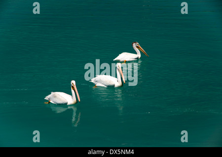 Drei weiße Pelikane schwimmen auf Mud Lake, aus der Bear Lake Stockfoto
