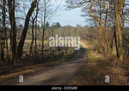 Forststraße hinunter Flommen, Sønderskov Soroe, Seeland, Dänemark Stockfoto