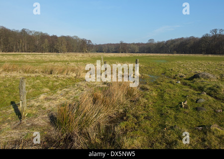 Wiese am Flommen, Sønderskov Soroe, Seeland, Dänemark Stockfoto