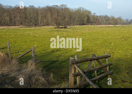 Wiese am Flommen, Sønderskov Soroe, Seeland, Dänemark Stockfoto