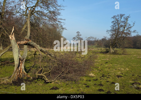 Gebrochen Erle auf der Wiese am Flommen, Sønderskov Soroe, Seeland, Dänemark Stockfoto