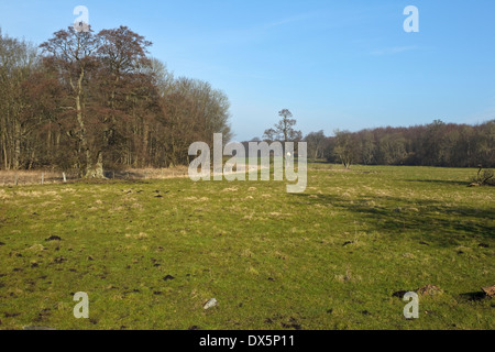 Wiese am Flommen, Sønderskov Soroe, Seeland, Dänemark Stockfoto