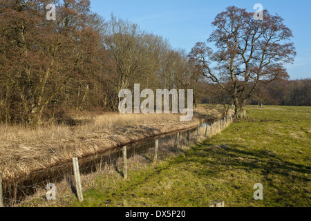 Wiese am Flommen, Sønderskov Soroe, Seeland, Dänemark Stockfoto