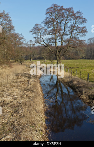 Wiese am Flommen, Sønderskov Soroe, Seeland, Dänemark Stockfoto