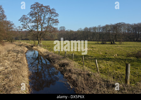 Wiese am Flommen, Sønderskov Soroe, Seeland, Dänemark Stockfoto