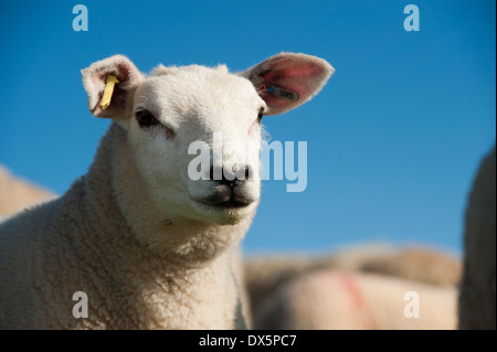 Angesichts weiß gekreuzt Lämmer auf der Weide. Cumbria, UK. Stockfoto