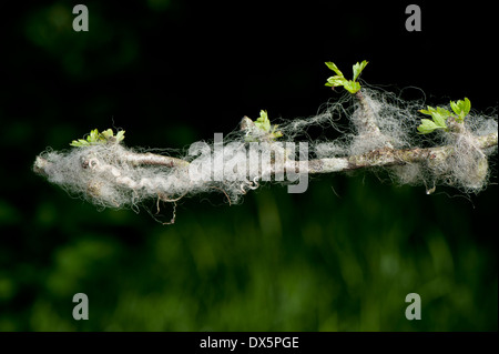 Wolle der Schafe gefangen auf einem Dorn Zweig in einer Hecke. Cumbria, UK Stockfoto