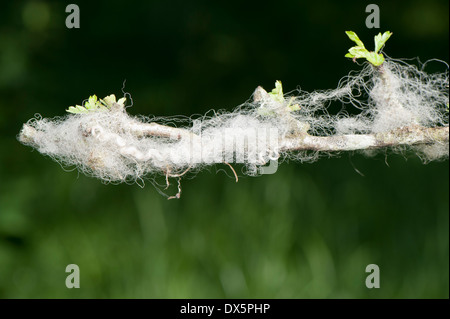 Wolle der Schafe gefangen auf einem Dorn Zweig in einer Hecke. Cumbria, UK Stockfoto