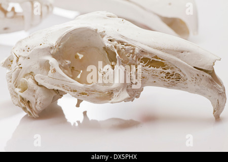 Hase-Schädel auf weißem Hintergrund Stockfoto