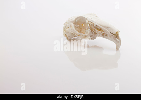 Hase-Schädel auf weißem Hintergrund Stockfoto