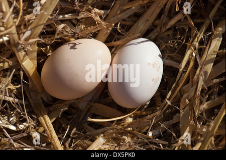 Hen Eiern auf ein Nest aus Stroh. Stockfoto