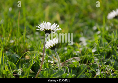 Genießen Sie die Frühlingssonne in einem Cumbrian Garten Gänseblümchen Stockfoto