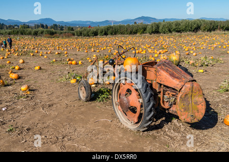 Ein Oldtimer Allis-Chalmers-Modell G-Traktor in einem Feld von Kürbissen auf einem ländlichen Hof.  Hood River, Oregon Stockfoto