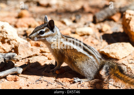 Streifenhörnchen, Bryce-Canyon-Nationalpark, Utah Stockfoto