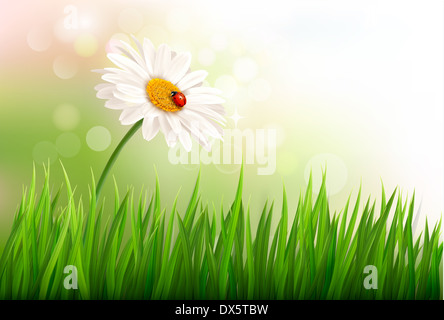Frühling Hintergrund mit ein Gänseblümchen und ein Marienkäfer. Vektor. Stockfoto