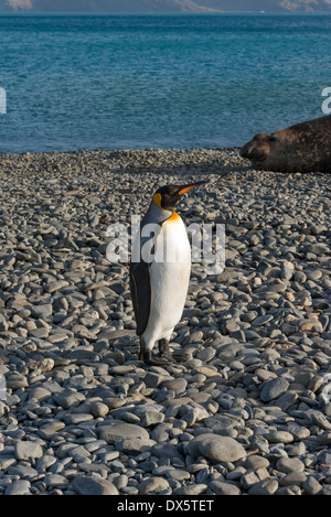 Einsamer König Pinguin stehend auf felsigen Strand Stockfoto