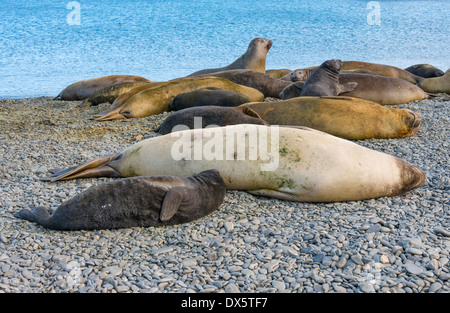 See-Elefanten und Babys ruht auf einem Strand Stockfoto