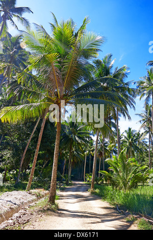 Kokosnuss-Palmen und Straße im Dschungel Stockfoto