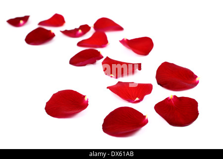 Rote Rosenblüten, isoliert auf weiss Stockfoto