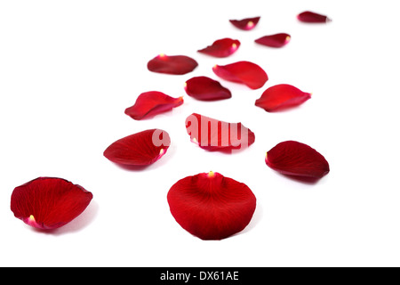 Rote Rosenblüten, isoliert auf weiss Stockfoto