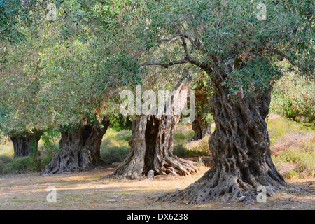 Alte Olivenbume auf der griechischen Insel Thassos Stockfotografie - Alamy