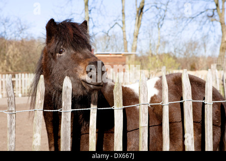 ein Shetlandpony steht am Zaun und schauen in die Kamera Stockfoto