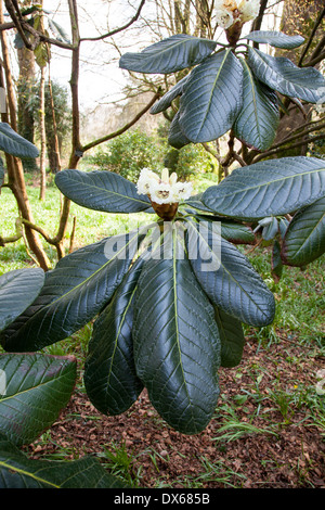 Die weißen Blüten und großen breiten dunkelgrünen Blättern von Rhododendron Maccabeanum Hybrid Stockfoto