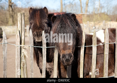 zwei Shetland-Ponys stehen am Zaun und schauen in die Kamera Stockfoto
