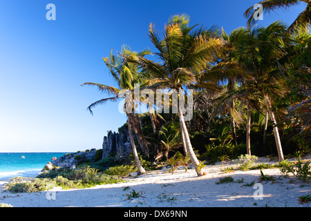 Palmen Sie an einem karibischen Strand bei Tulum, Quintana Roo, Mexiko. Stockfoto