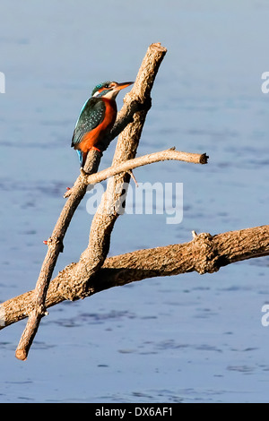 Eisvogel auf Rainham Sümpfe Stockfoto