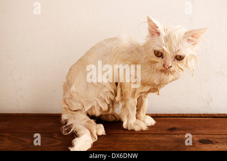 Nasse Katze Stockfoto