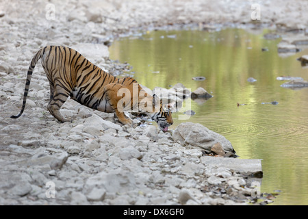 Bengal-Tiger (Panthera Tigris Tigris) in einem kleinen Fluss zu trinken. Stockfoto