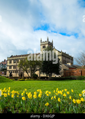 Shrewsbury Bibliothek mit Feder Narzissen, Shropshire, England Stockfoto