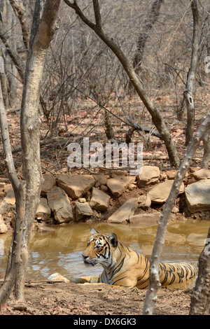 Bengal-Tiger (Panthera Tigris Tigris) im Wasser liegend. Stockfoto