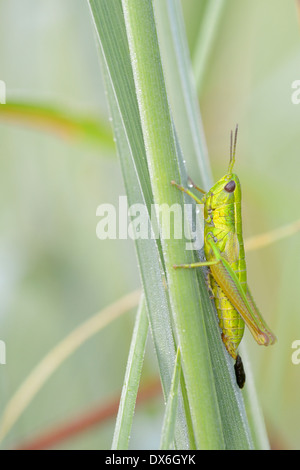 Kleine gold Grasshoppper in Nahaufnahme. Stockfoto