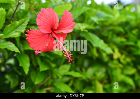 Einzelne rote Hibiskus Blume - Rosa-sinensis Stockfoto