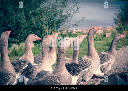 ein Band laufen Gänse mit grünen und blauen Farbfilter. Stockfoto