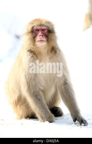 Japanischen Makaken (Macaca Fuscata), Schneeaffen in den natürlichen heißen Quellen im Affenpark Jigokudani (Höllental) in der Nähe von Nagano, Stockfoto