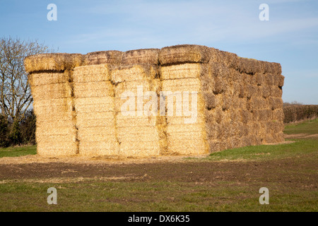 Großen Stapel von Strohballen stehen in einem Feld, Easton, Suffolk, England Stockfoto