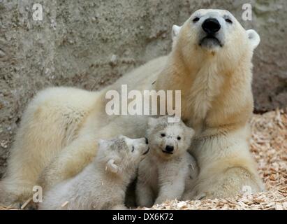 München, Deutschland. 19. März 2014. Zwei 14 - Wochen alten Eisbär-Zwillinge und ihre Mutter Giovanna erkunden ihrem Gehege im Hellabrunn Zoo zum ersten Mal in München, 19. März 2014. Die Welpen wurden geboren am 9. Dezember 2013 wurden am Morgen vom 19. März der Öffentlichkeit vorgestellt. Bildnachweis: Stephan Jansen/Dpa/Alamy Live News Stockfoto