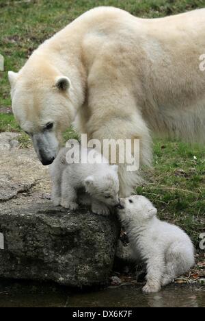 München, Deutschland. 19. März 2014. Zwei 14 - Wochen alten Eisbär-Zwillinge und ihre Mutter Giovanna erkunden ihrem Gehege im Hellabrunn Zoo zum ersten Mal in München, 19. März 2014. Die Welpen wurden geboren am 9. Dezember 2013 wurden am Morgen vom 19. März der Öffentlichkeit vorgestellt. Bildnachweis: Stephan Jansen/Dpa/Alamy Live News Stockfoto