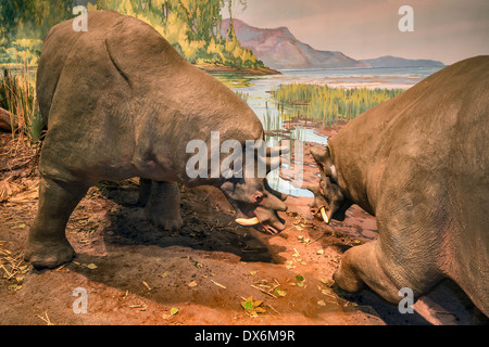 Funde, Eozän, Nachbau im Eozän Galerie, Utah Field House of State Park Naturkundemuseum, Vernal, Utah, USA Stockfoto