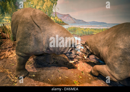 Funde, Eozän, Nachbau im Eozän Galerie, Utah Field House of State Park Naturkundemuseum, Vernal, Utah, USA Stockfoto